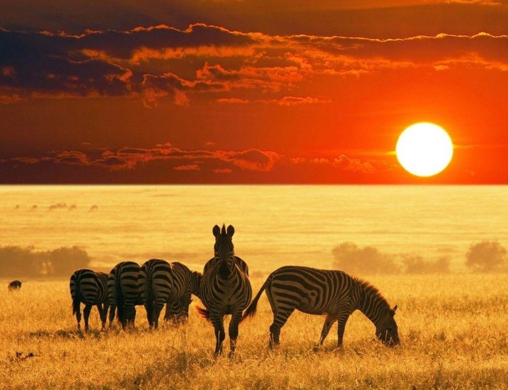 Safari landscape